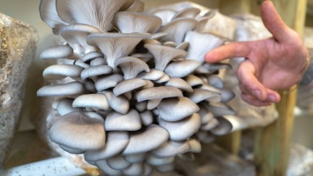 How do you grow blue oyster mushrooms at home?